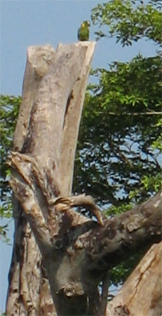 Papagei auf seinem Wohnbaum